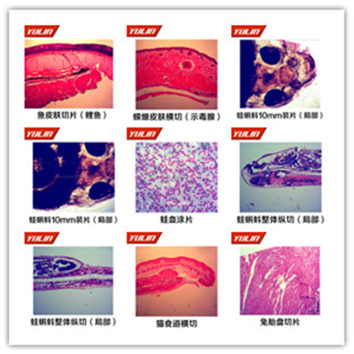 脊索動物門魚綱類切片