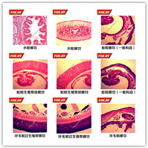 環(huán)節(jié)軟體動物門生物玻片