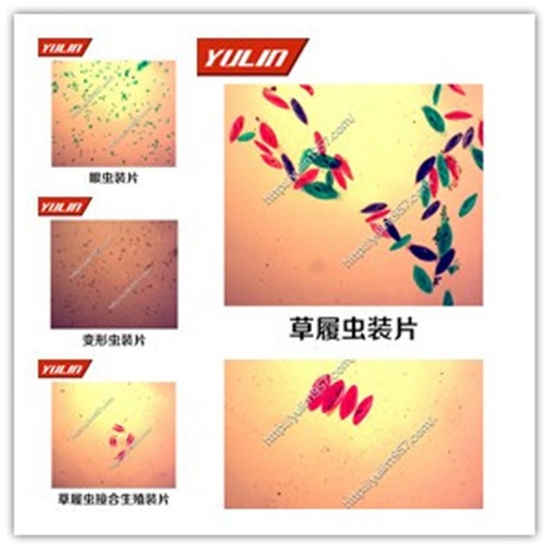 動物生物學(xué)原生動物門玻片