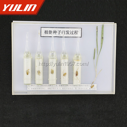 種子萌發(fā)標(biāo)本