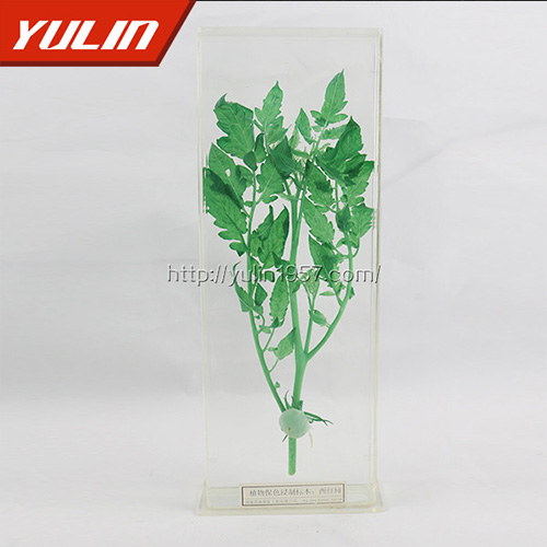 西紅柿浸制標(biāo)本