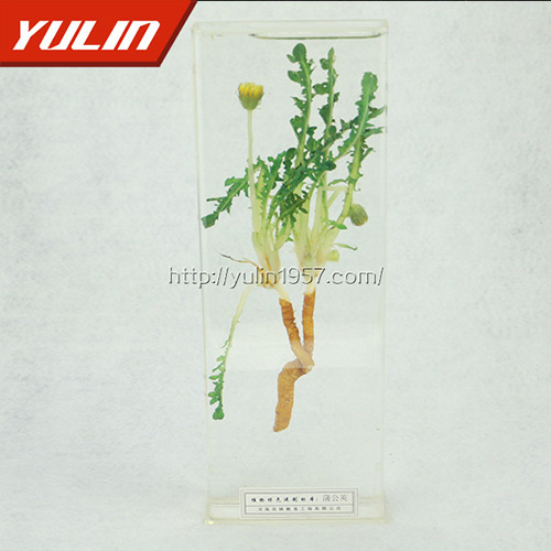 蒲公英標(biāo)本