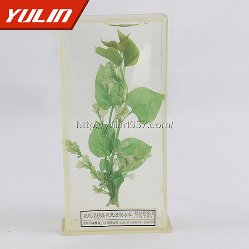 白香花標(biāo)本