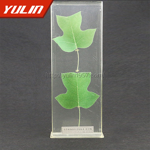 鵝掌楸標(biāo)本