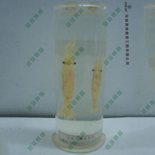 動物干制標(biāo)本