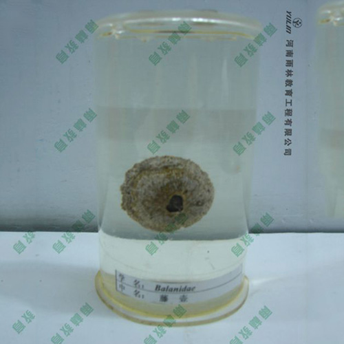 藤壺浸制標(biāo)本