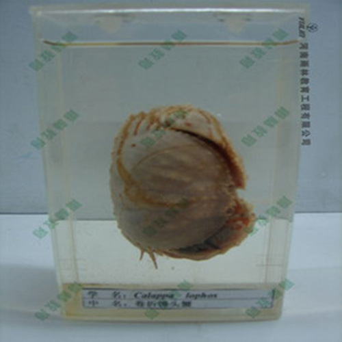 卷折饅頭蟹浸制標(biāo)本