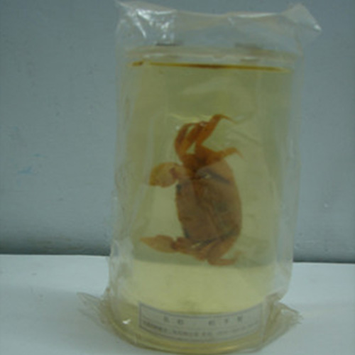 寄居蟹包埋標(biāo)本