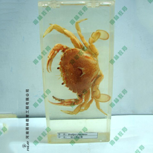 海蟄包埋標(biāo)本