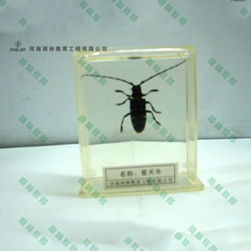 星天牛包埋標(biāo)本