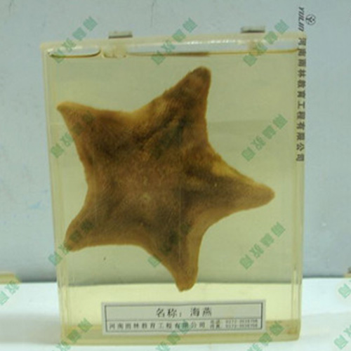 ?？駱?biāo)本