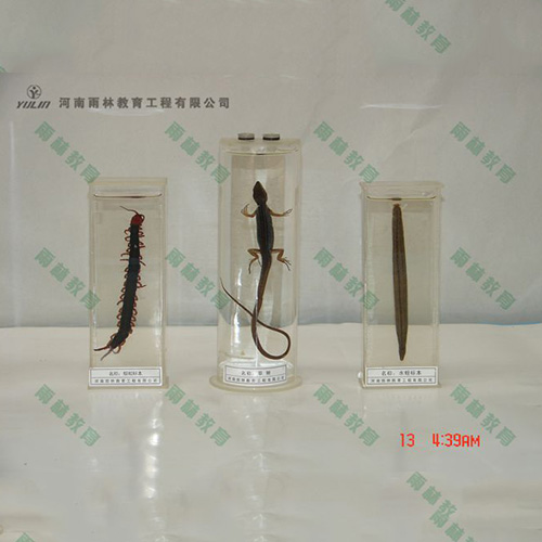 草蜥浸制標(biāo)本