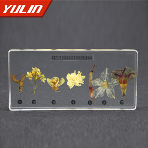 花冠類型包埋標(biāo)本