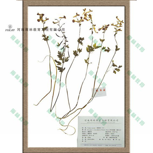 紫堇科臘葉標(biāo)本