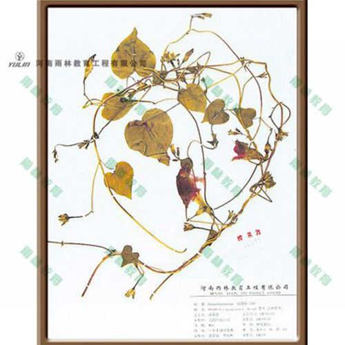 圓葉牽牛標(biāo)本