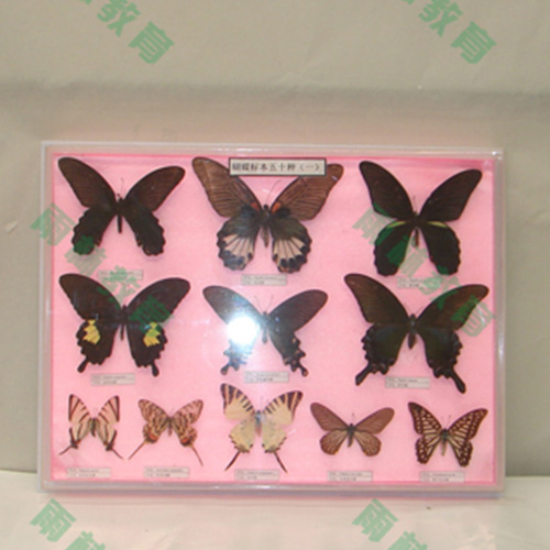 中國蝴蝶100種