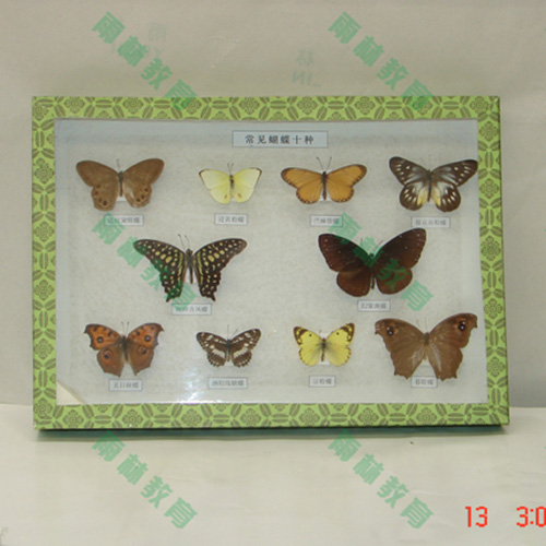 進(jìn)口昆蟲100種