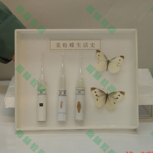 昆蟲口器標(biāo)本