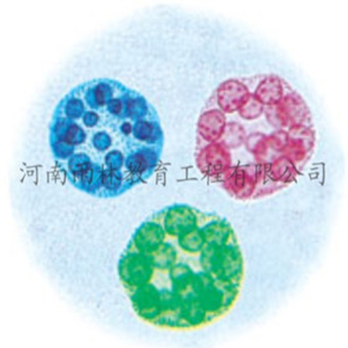 運動系統(tǒng)塑化標(biāo)本