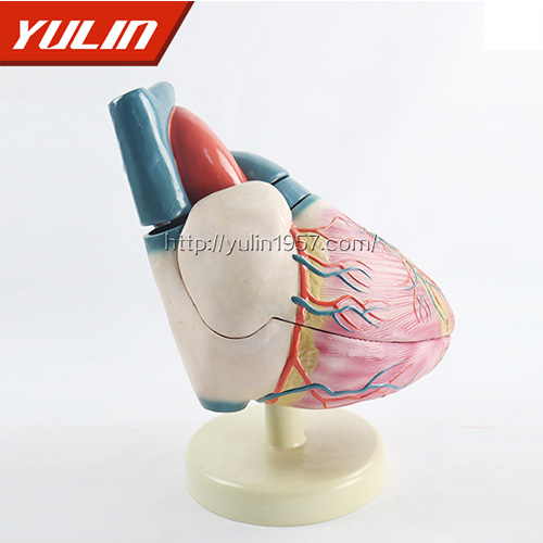 人體心臟復(fù)蘇模型