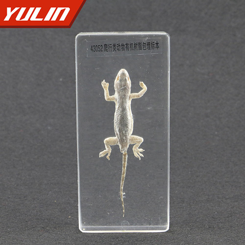 爬行類動物包埋標(biāo)本