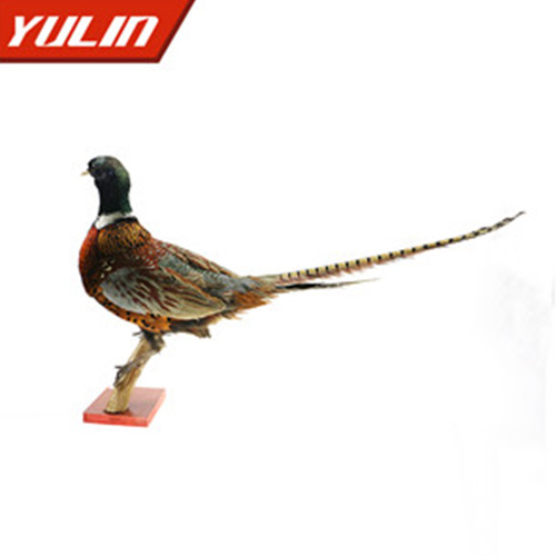 環(huán)頸雉雄標(biāo)本