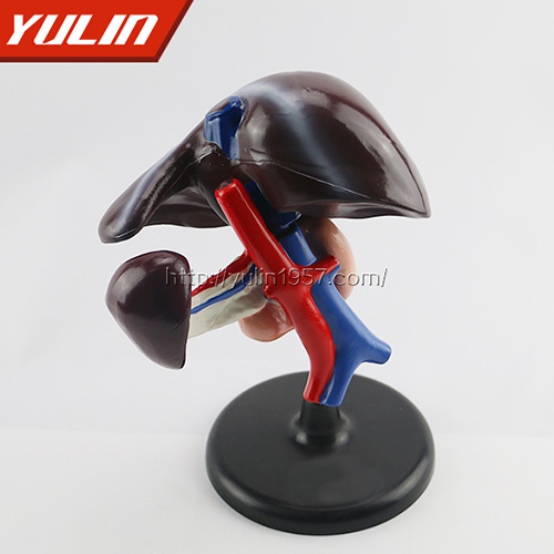 肝、十二指腸、胰臟模型