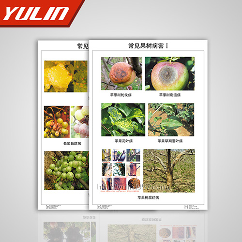 園林植物病理掛圖