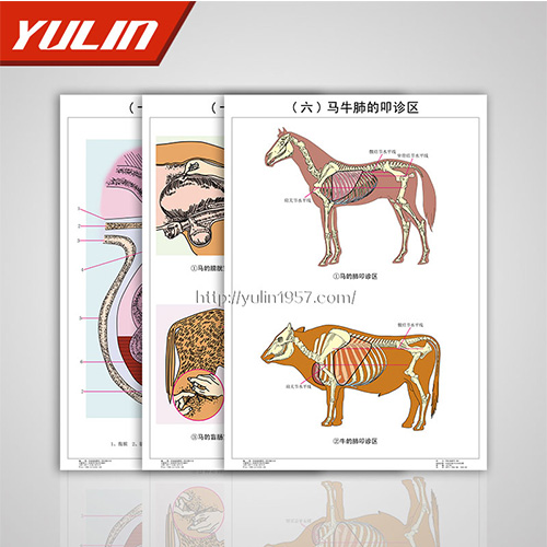 職業(yè)教育教學(xué)掛圖