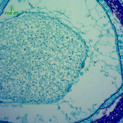 中藥植物果實(shí)、種子類顯微玻片