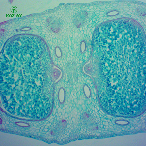 中藥植物胚及果實(shí)類生物纖維玻片