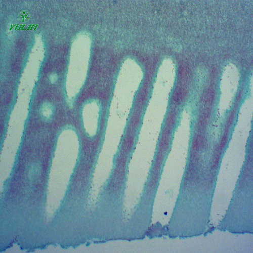 常見中藥植物菌、藻類生物玻片