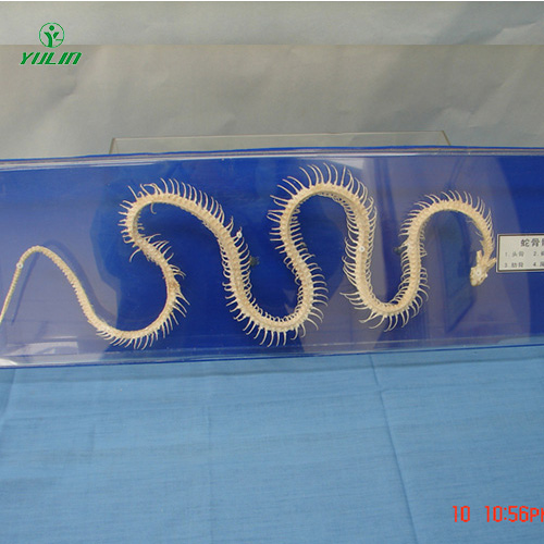 蛇骨骼標(biāo)本