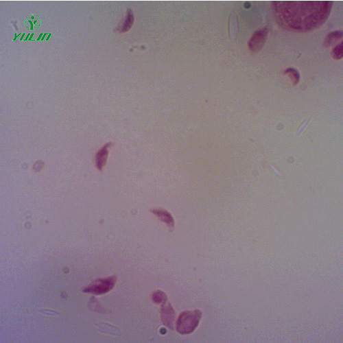 醫(yī)學(xué)原蟲孢子蟲生物實驗玻片