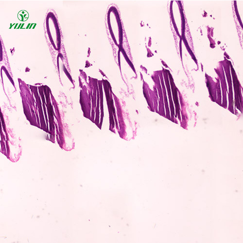 動物胚胎學(xué)生物顯微切片