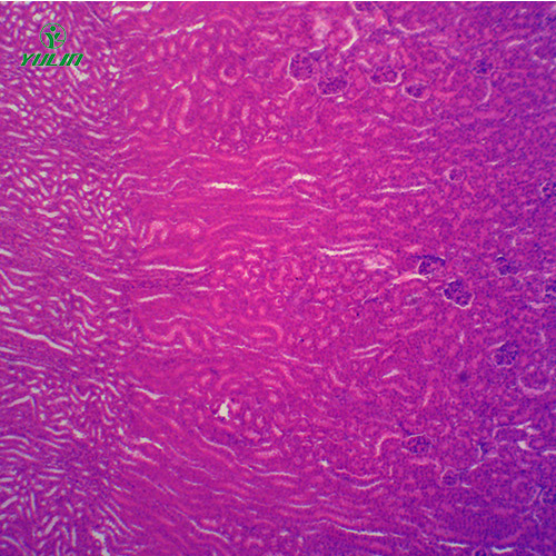 組織學(xué)泌尿系統(tǒng)顯微玻片