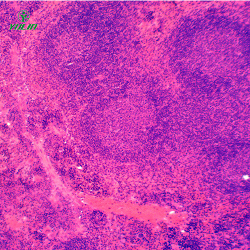 組織學(xué)免疫系統(tǒng)顯微玻片