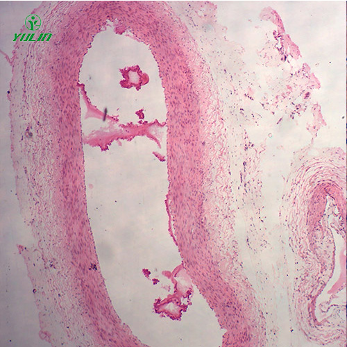 組織學(xué)循環(huán)系統(tǒng)顯微玻片