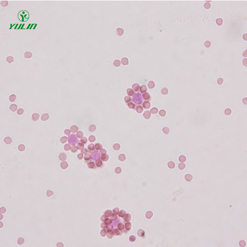 免疫學(xué)生物實(shí)驗(yàn)玻片標(biāo)本