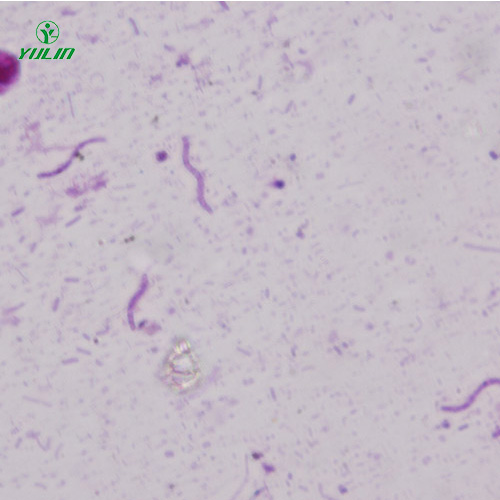 螺旋菌生物顯微實(shí)驗(yàn)標(biāo)本片