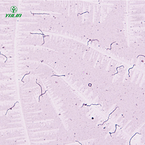 細(xì)菌、真菌類生物標(biāo)本片