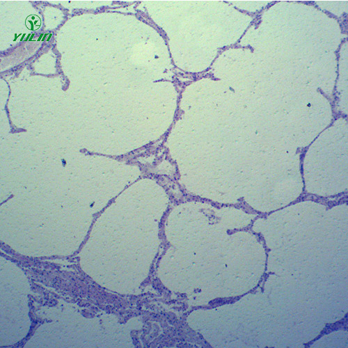動物病理學心血管及呼吸系統(tǒng)疾病切片