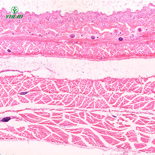哺乳類動物顯微實(shí)驗(yàn)玻片
