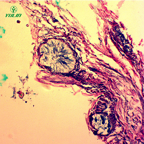 觀賞植物病害標本片