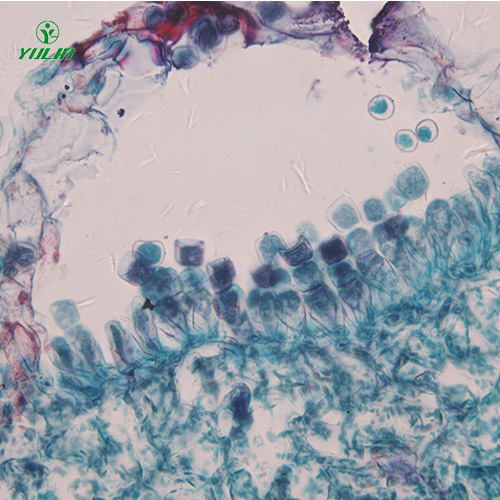 十字花科植物病害標(biāo)本片