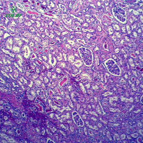 動物病理學(xué)局部血液循環(huán)切片