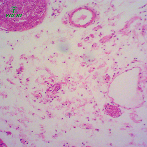 組織學(xué)結(jié)締組織實(shí)驗(yàn)玻片